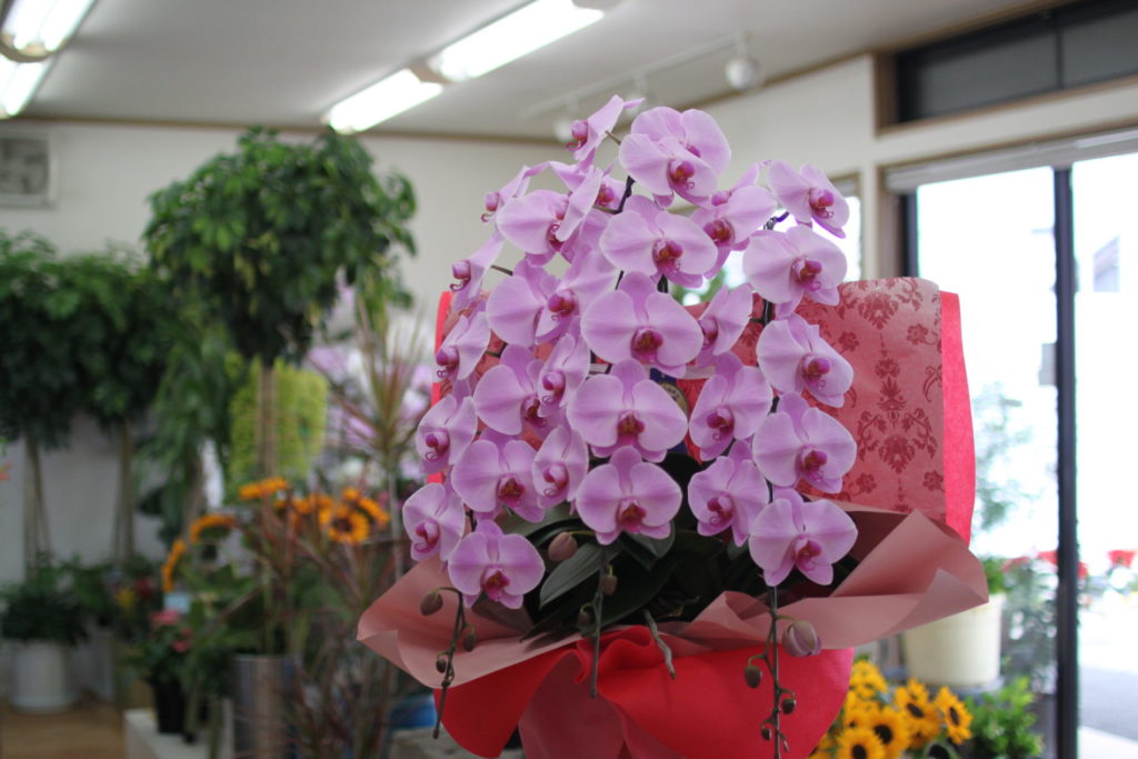Large Phalaenopsis Orchid 3-stem: 25,000 yen tax included