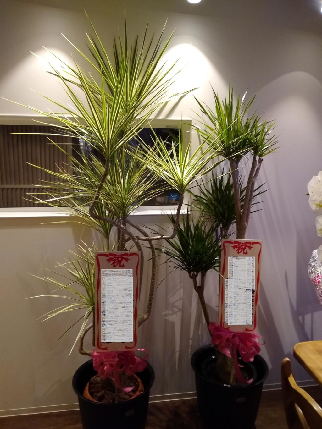 Celebration foliage plant: 15,000 yen tax included and up