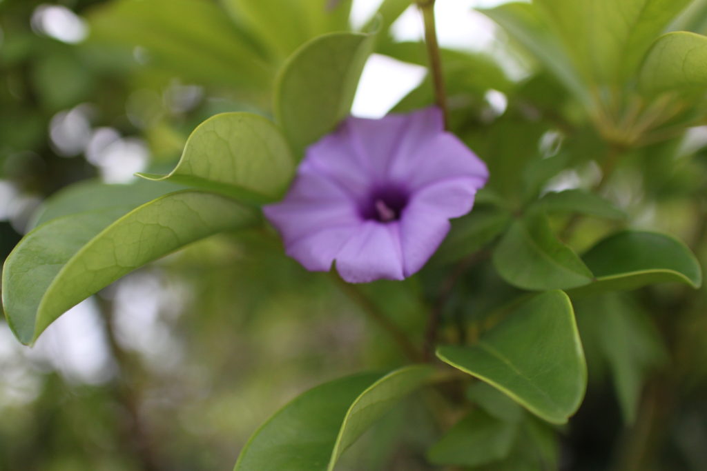沖縄に自生する植物