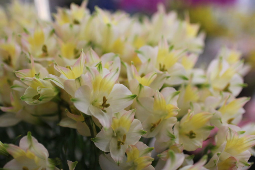 珍しい花 面白い花 きれいな花等々 続々入荷しています フラワーショップ アリス