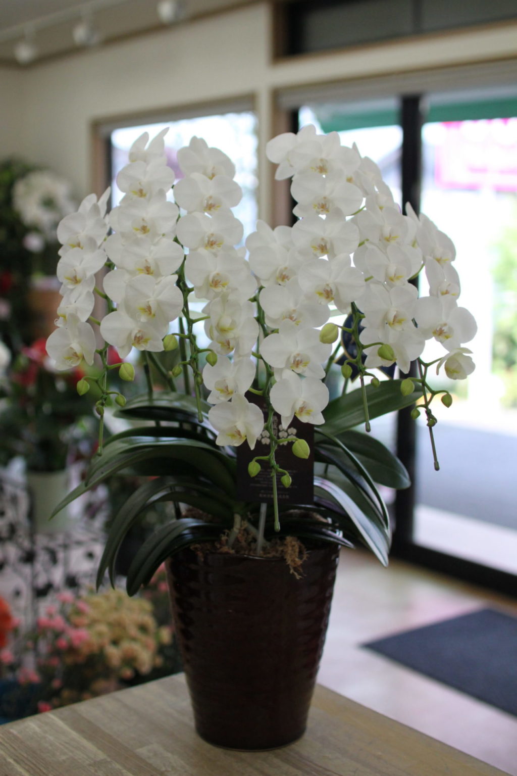 Midi Phalaenopsis Orchid 5-stem: 22,000 yen tax included