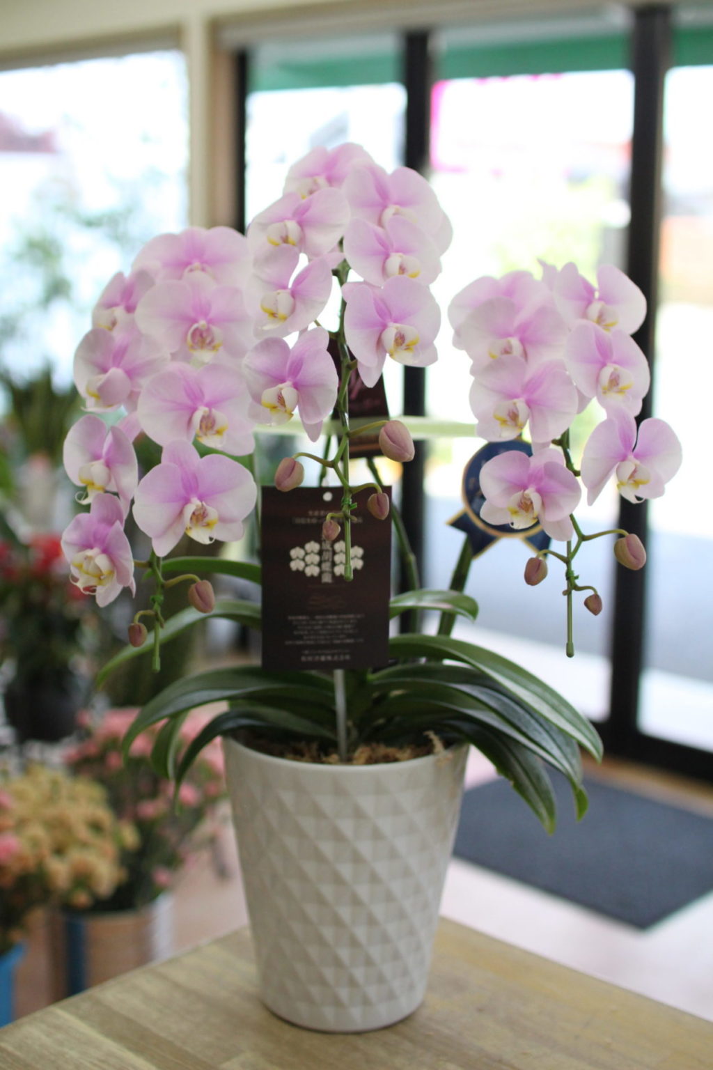 Midi Phalaenopsis Orchid 3-stem: 13,500 yen tax included