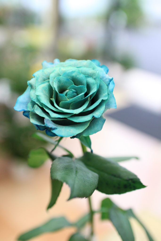 青の染料を吸い上げたバラ