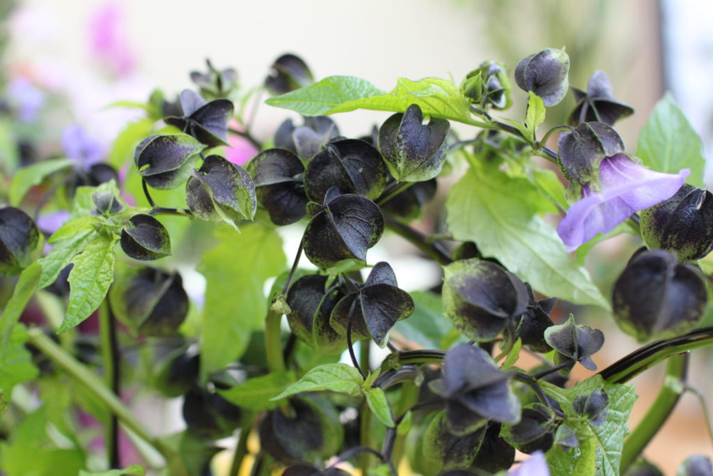 珍しい花材 黒ほおずき と花材の組み合わせ 彩度 明度 補色の関係を意識して フラワーショップ アリス