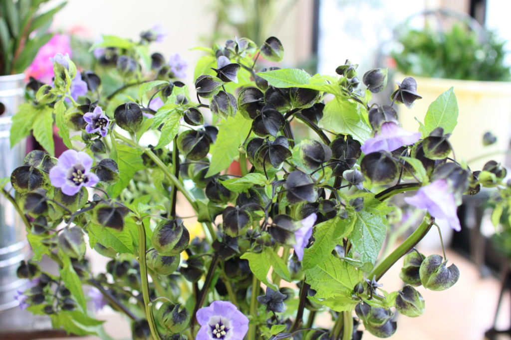 珍しい花材 黒ほおずき と花材の組み合わせ 彩度 明度 補色の関係を意識して フラワーショップ アリス