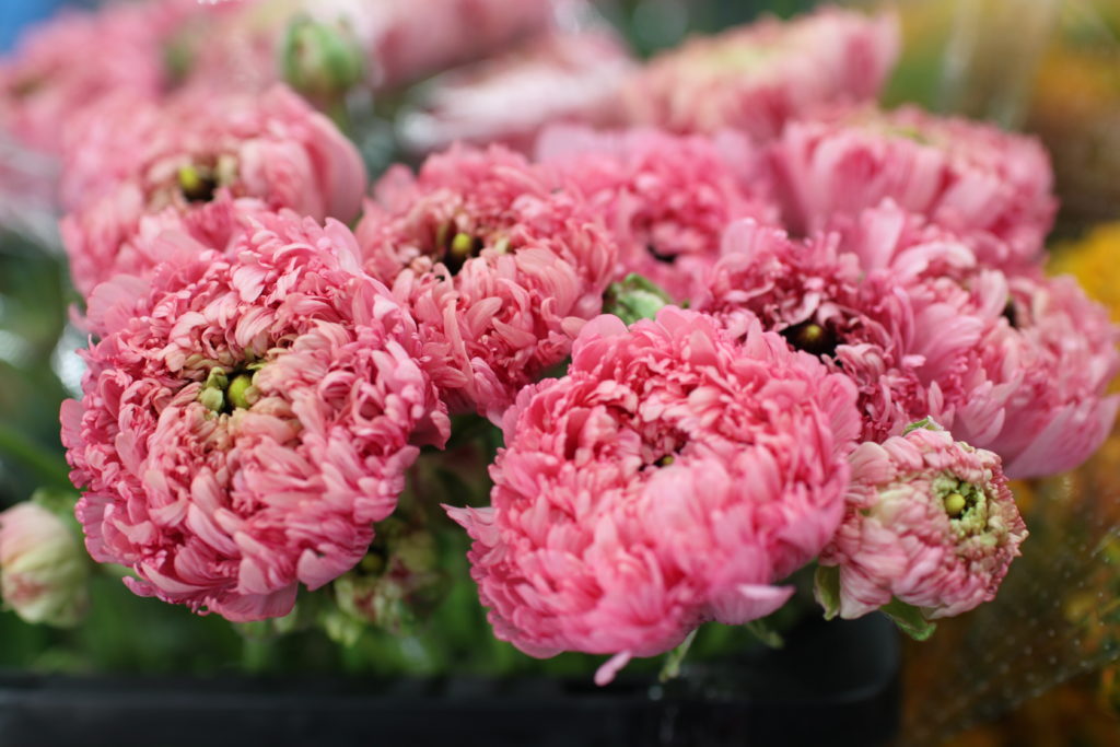 ラナンキュラス「キャンディフリーゼ」