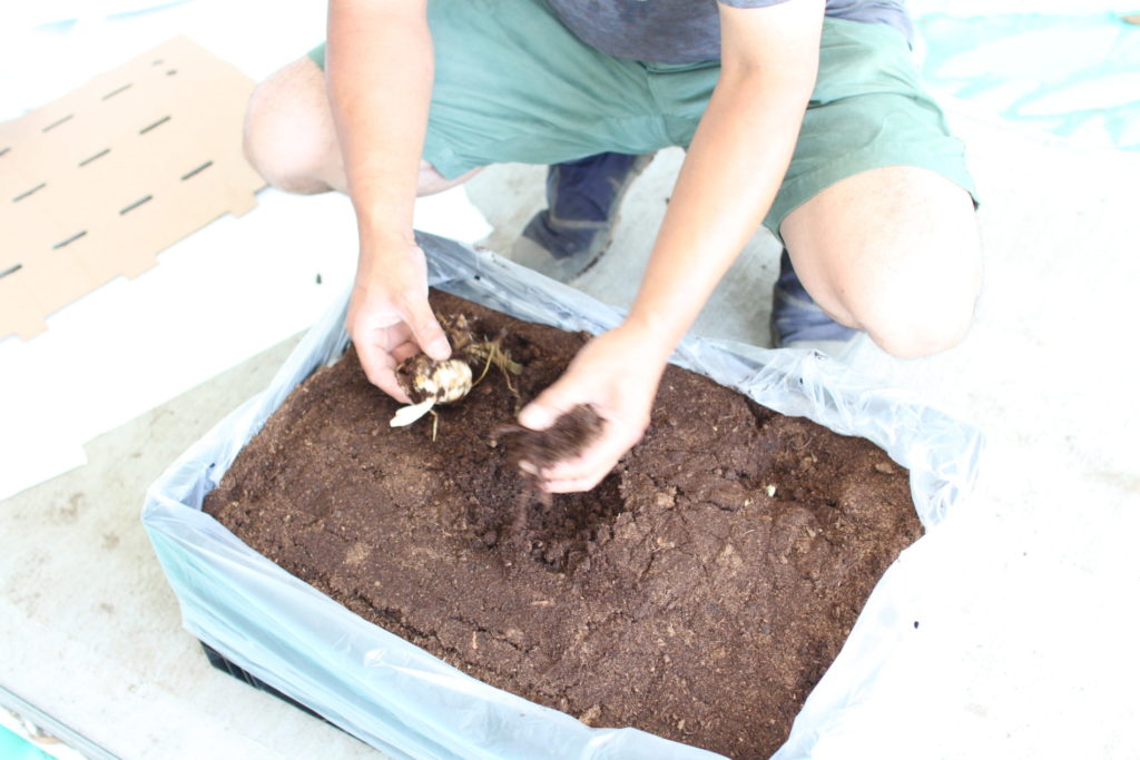 輸入された百合の球根