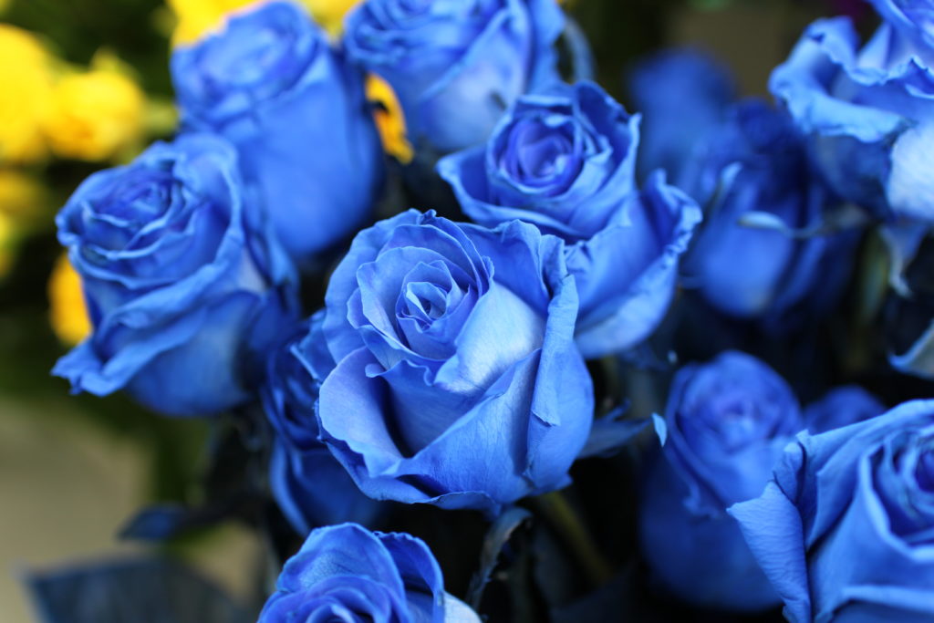 青の染料を吸わせたオランダ産の輸入バラ「ベンデラブルー」