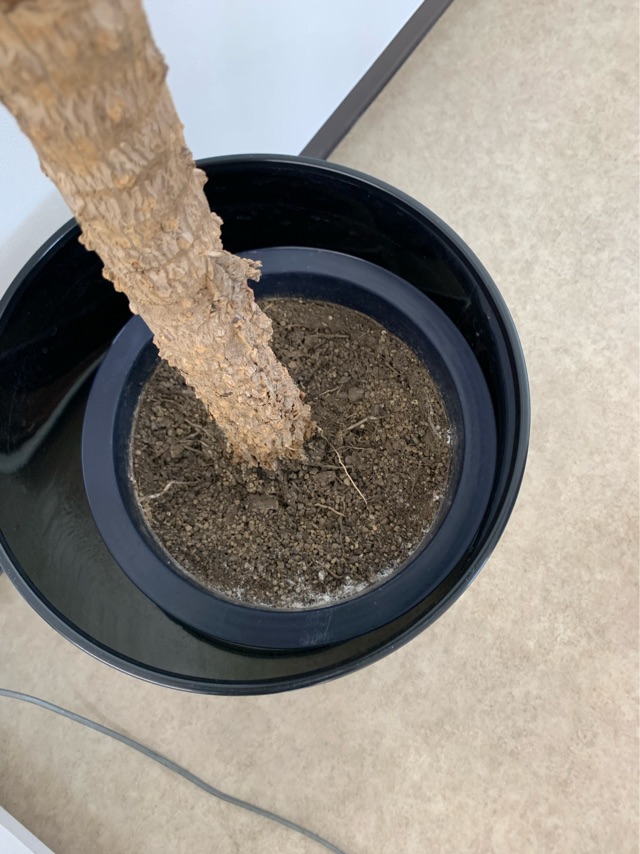 ドラセナの鉢の土壌に発生した白カビ
