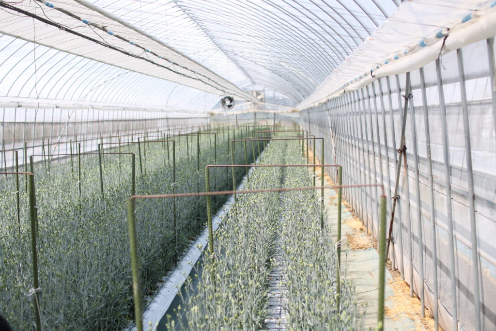 植え付けたばかりの圃場