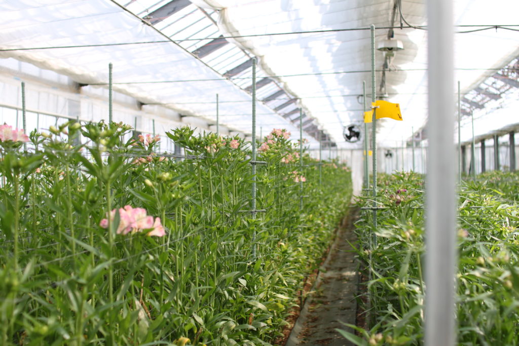 アルストロメリアの圃場