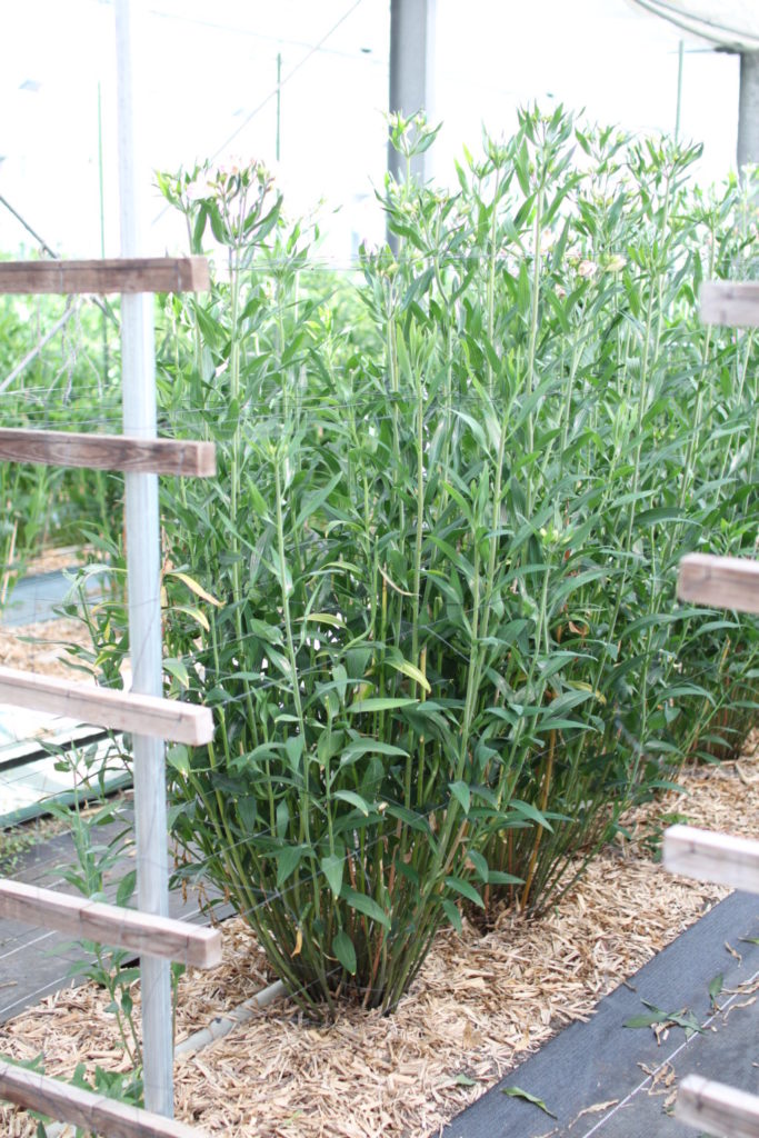 アルストロメリアの背丈