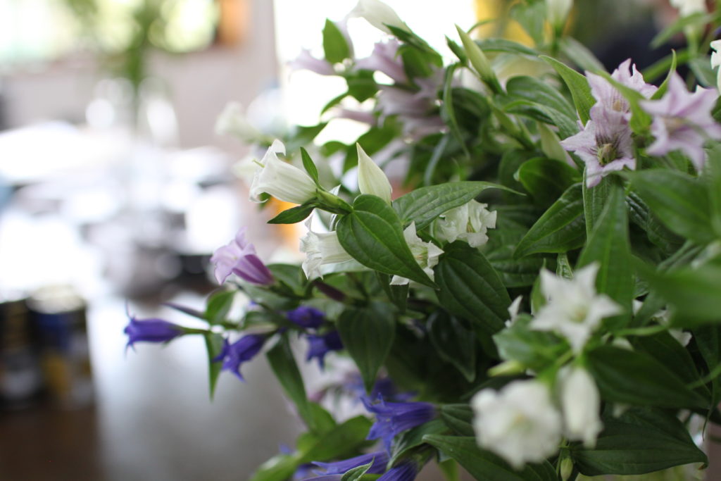 アルストロメリア「アスクレピディア」