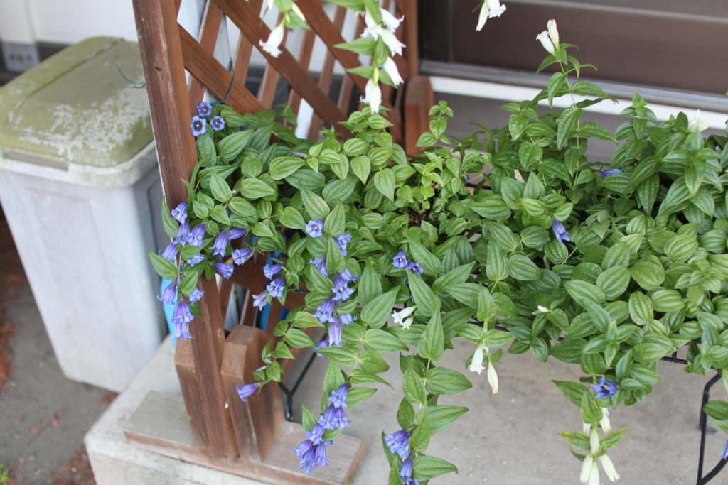 アルストロメリア「アスクレピディア」