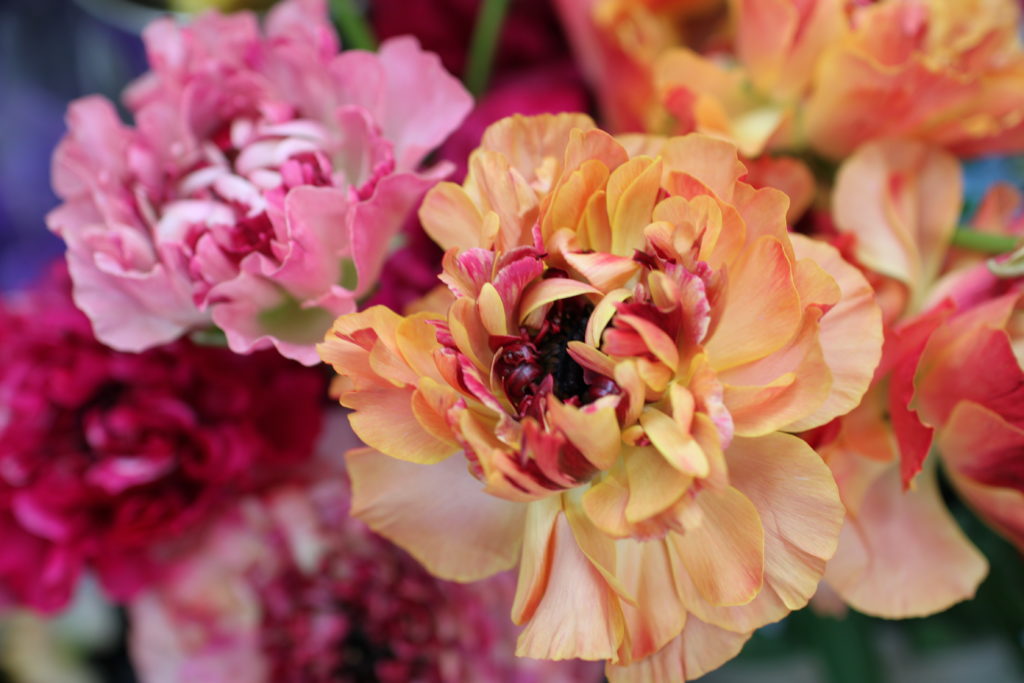 ラナンキュラス「シャルロット」