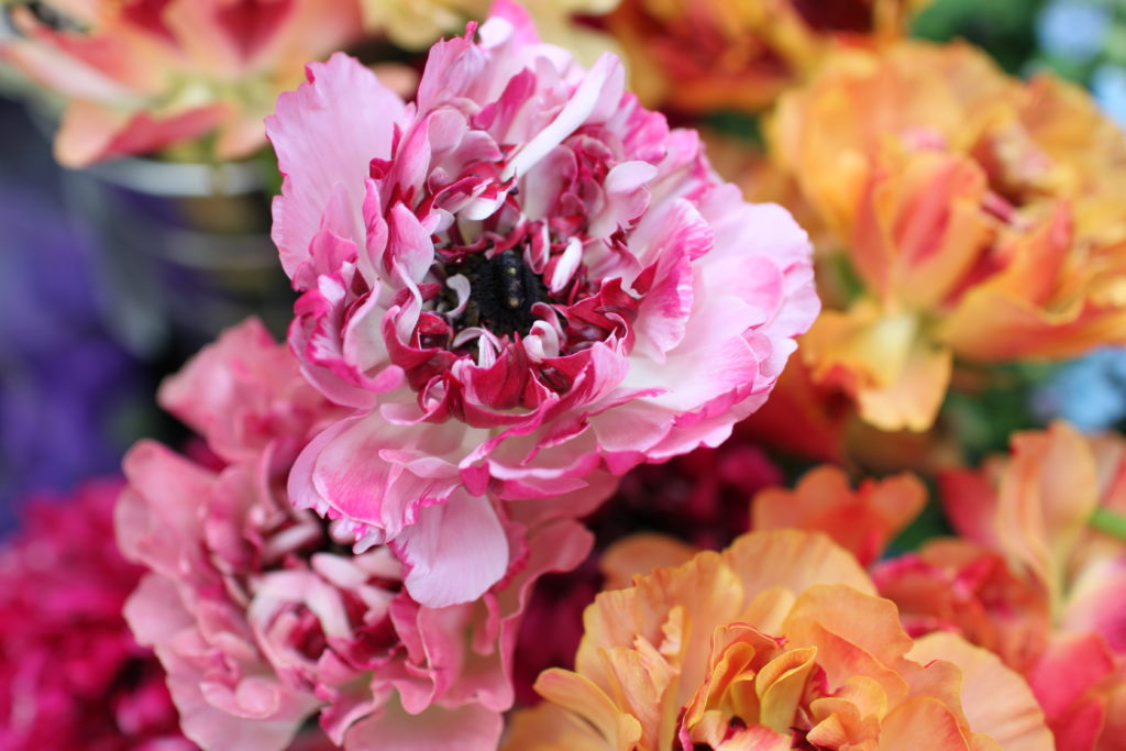 ラナンキュラス「シャルロット」