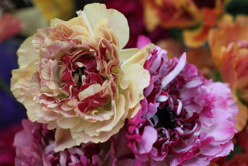 ラナンキュラス「シャルロット」